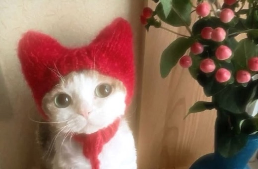 a cat in a red knitted beanie